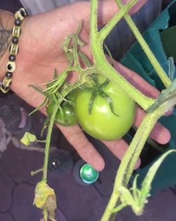 My tomato plant has tomatoes!!!!!  🍅 🍅 🍅    #tomato #tomatoes #tomatoplant