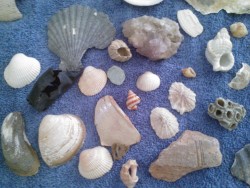 My mother mailed me my seashells:) All of these were found on the beach or in the ocean at Virginia Beach, VAPlease do not repost