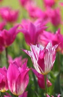 flowersgardenlove:  pink tulips Beautiful gorgeous pretty flowers 