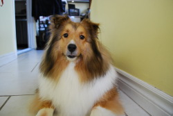 My sheltie~ I’ll also be at my friend’s house sometime in the next week or two so I can take pictures of her dog and cat!