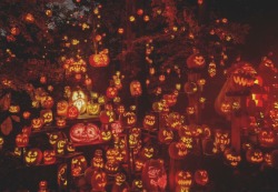 cryssymcfatfat: Jack-O’-Lanterns!   One of the many symbols of Halloween representing the souls of the dead. Also known to represent a “Soul who has been denied entry into both heaven and hell!” Here is a little Jack-O’-Lantern story to get you