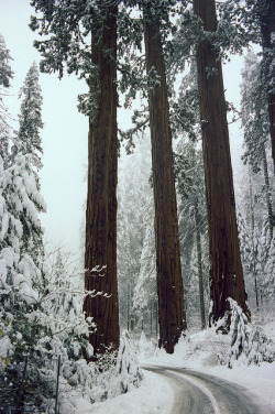 zptp:  Sequoia trees, WinterJohn Wolf 