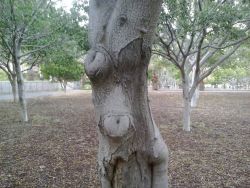 i was smoking with my boyfriend and we see this tree with the body of a woman with hip like dancing belly dance or tribal fusion.  wow 