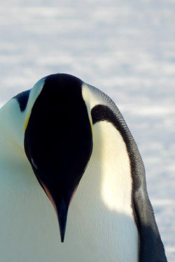 adornstudio: Penguin, Antarctica | AS 