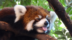 yeah-thats-not-it:Red panda blep is the best kind of blep