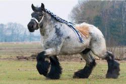 harvestheart: The Ardennes Draft Horse is considered one of the oldest breeds of draft horse, and is believed to be a direct descendent of the prehistoric Solutre Horse.   Via Historical Pictures 