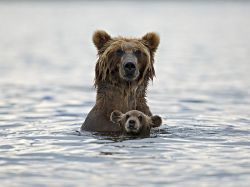 awwww-cute:  Big bear and baby bear (Source: http://ift.tt/1KEvqVI)