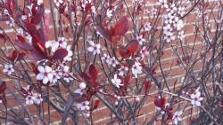 This bush randomly started blooming and i have no idea what it is. It kinda looks like cherry blossoms? 🌸