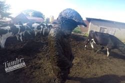 mudandmuck:Nothing is better than being covered in cow shit I agree.  Mind if I join you?