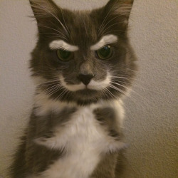 lozf:  derpycats:  Give this cat a monocle and a top hat.  Ask and ye shall receive.  