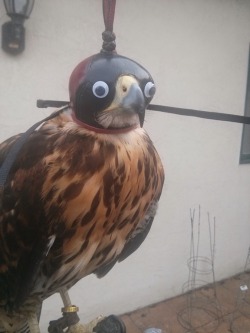 hawk-feathers:  merswine:   archiemcphee:  Behold, the noble raptor, fine of feather and googly of eye. Redditor and falconer dirthawker0 put a pair of googly eyes on the hood for this juvenile Harris hawk with awesomely hilarious results. “The first