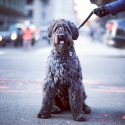 thedogist:  Cello, Bouvier, 4th &amp; Lafayette St.