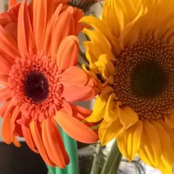 Day 24: favorite part of Christmas Eve. Surprise my family with gifts like flowers or champagne. Which I go to both! #daisies #orange #sunflowets #christmaseve #champagne #krobel #flowers #surprise #family #day24 #decemberchallenge #december #photoaday