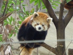 red-panda-mania:  上野動物園2015.1.2 レッサーパンダ、キタロウ＆アンアン Ueno Zoo, Tokyo, Japan. 2015.1.2 Red panda 