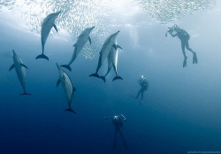 Diving with Dusky Dolphins