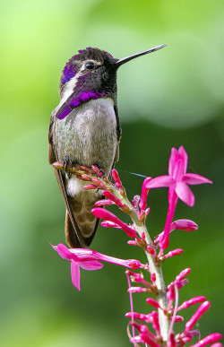 outdoormagic:  Costas Hummingbird by pedro lastra on Flickr. 