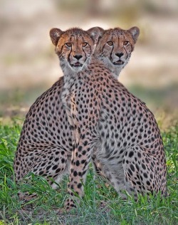 Double trouble (Cheetahs)