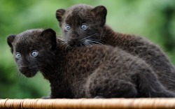 Wide-eyed wonder (Black Leopard cubs)