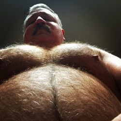 bearchaser:  texasbeefmark:  Happy hump day! #gaybear #moobs #pecs #bellyrubs #furry  *swoooooon*