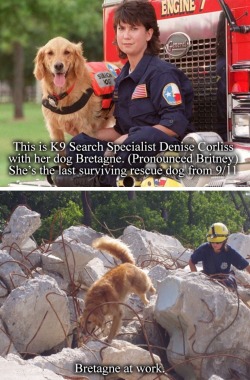 hawkeyedflame:  fuckyeah-nerdery:  thefiveandahalfminutehallway:  ronpaulproblems:  I’m not crying you’re crying   Always remember the 9/11 Search and Rescue dogs.  So many of them became depressed and distraught because they were trained to find