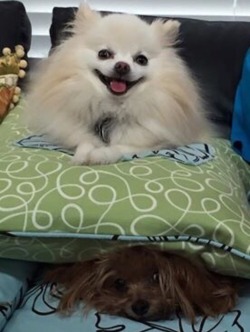 why-animals-do-the-thing: Please enjoy this quality photo of CJ (5 year old Pomeranian, top) and Fred (7 year old Yorkie, bottom)  Fred is happy as a clam under there. He’s a little terrier at heart and likes being under stuff. Even so, we moved him