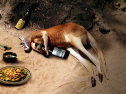 animal-factbook:  Australian is known for being one of the best places to party in the world for students. But no one can go as hard as the kangaroo. Here we have one passed out after a crazy night of drinking and partying, and lets just say we’re pretty