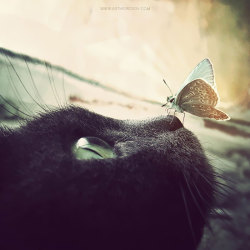 awesome-picz:   Animals With Butterflies Look Like Disney In Real Life 