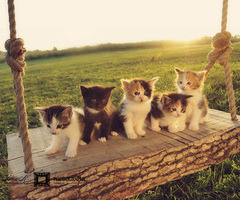 Cute cats&hellip; en We Heart It. http://weheartit.com/entry/69086404/via/CuteLittleLinda