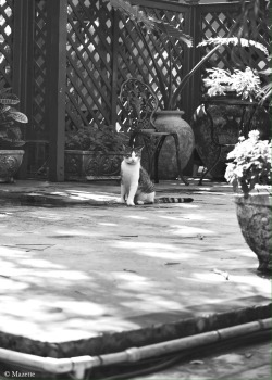 themazette:  The Mazette : Grace at Hemingway’s house- Key West. FloridaTribute to a caturday
