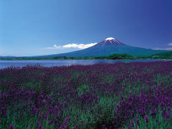 harvestheart:  Endless fields of purple flowers in foreground, Mount Fuji still capped with snow in the background.  