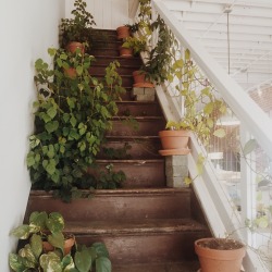 thriftedrose: these stairs lead to nowhere but they were still cool