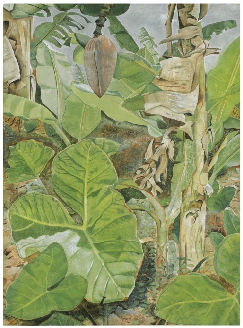 thunderstruck9:Lucian Freud (British, 1922-2011), Plants in Jamaica, 1953. Oil on canvas, 12 x 9 in.