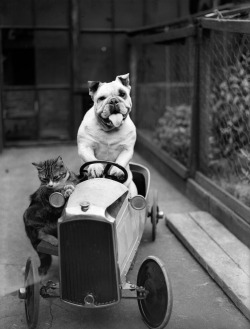 A cat and a bulldog in a toy car, 1933.