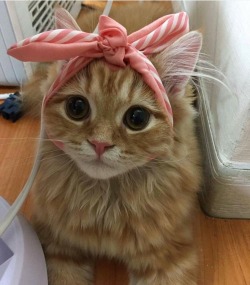disgustinganimals:  not even a ribbon can fix this 