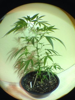 cilla420bby:  My baby is growing 