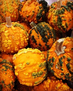 Textures #pumpkin #fall #october  (at Antioch, California) https://www.instagram.com/p/Box301oAV9w/?utm_source=ig_tumblr_share&amp;igshid=1kdkhshnqyzpm