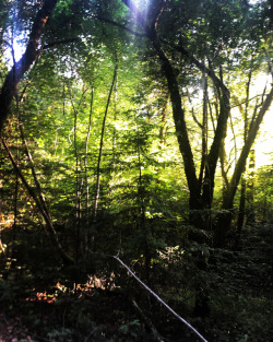 Tan Oak Park #mendocino #fafuba #redwoods #nature #restful #myownprivateidaho