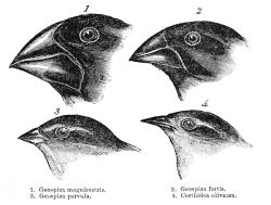 blamoscience:  Darwin’s finches weren’t really Darwin’s finches.  Using a new data mining technique called “Reference Publication Year Spectroscopy (RPYS)” a team of computer scientists have determined that it was David Lack, an evolutionary