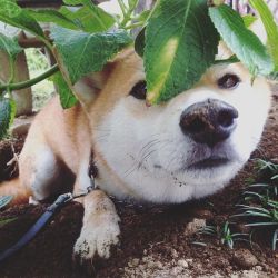 shiba-natsu:  この写真を撮る前日に灯籠の下に新しい土を入れました。 * 「新しい土は フカフカだね〜♪」 と、言っているかのような顔（笑） * * #いつかの写真  #柴犬#shibainu #shiba #inu #shibadog