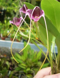 orchid-a-day:  Masdevallia hieroglyphica May 5, 2017 