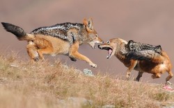 Scrapping over scraps (Black-backed Jackals fighting in Giant’s Castle Nature Reserve, Drakensberg region, South Africa ~ by Mitchell Krog)