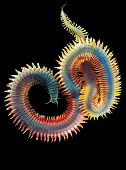 sagansense:    Photos of Alitta virens by Alexander Semenov. Don’t let the pretty colors fool you, these sandworms are plenty scary. They can get quite big (sometimes exceeding four feet)  and they occasionally bite humans. They just might be the nastiest