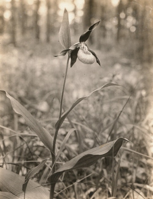 dame-de-pique: Kurt Herschel - Gelber Frauenschuh oder Gelb-Frauenschuh (Cypripedium calceolus). Jena, um 1935