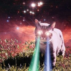 witch-candy:  The cat that walks through walls #getit #cat #meowmeow #laser #nekoatsume #galacticempire  (at The Crow and Quill) 