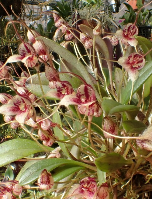 orchid-a-day: Masdevallia nidifica Syn.: Buccella nidifica; Masdevallia cyathogastra; Masdevallia tenuicauda August 18, 2020 