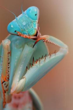 ecjl:  Blue Orchid Mantis (Hymenopus coronatus) BLOG: www.ecjl.ca  