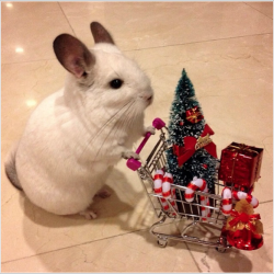 deportation:  just doing some holiday shopping 