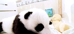 pandasgifs:  Pandas random gifset 