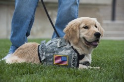 thecutestofthecute:Future service/guide dogs mean everything to me