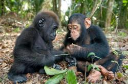 void-dance:  A rare encounter of a baby gorilla and a chimpanzee examining leaves at the Evaro Gorilla Orphanage in Gabon.    Photo Credit &amp; Copyright: National Geographic / Michael Poliza  